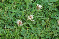 White Clover lawn weed Picture